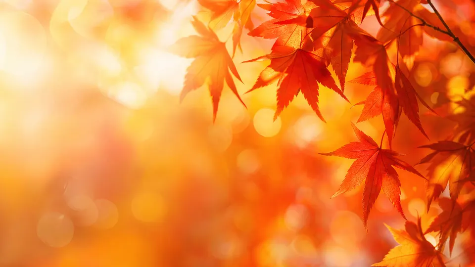 Maple Dusk 2